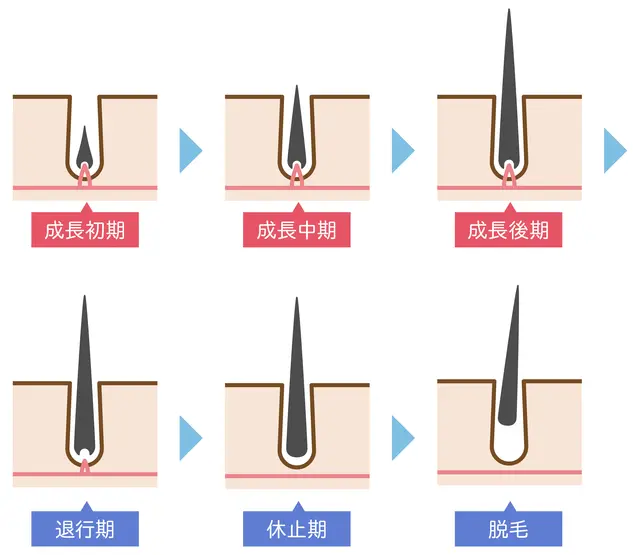 まつ毛 抜く 生え て くる