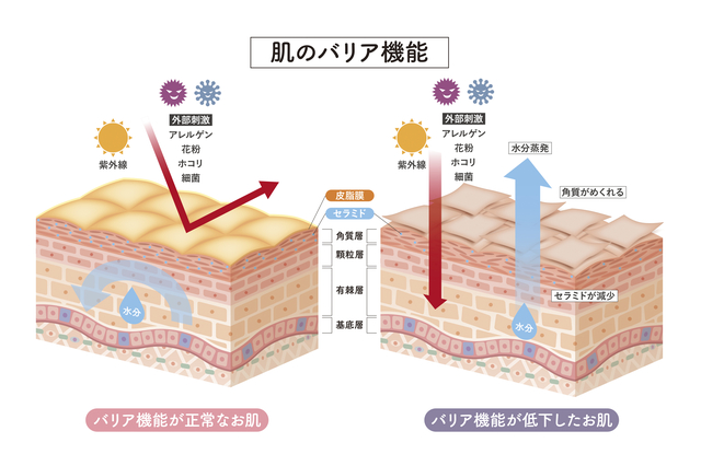 肌のバリア機能図