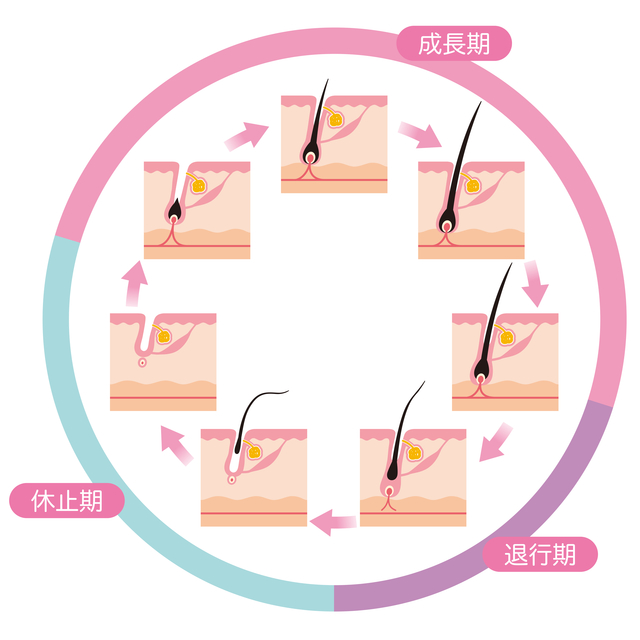 髪の成長サイクル図