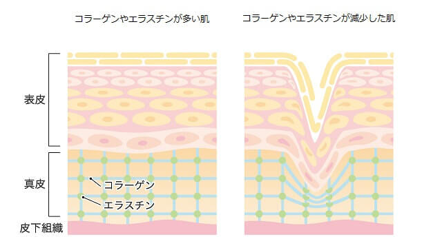 コラーゲンとエラスチン