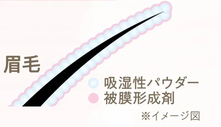 眉毛のイラスト。吸湿性パウダーと被膜形成剤のイメージ図。